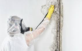 Mold Documentation for Insurance Claims in Millwood, WA